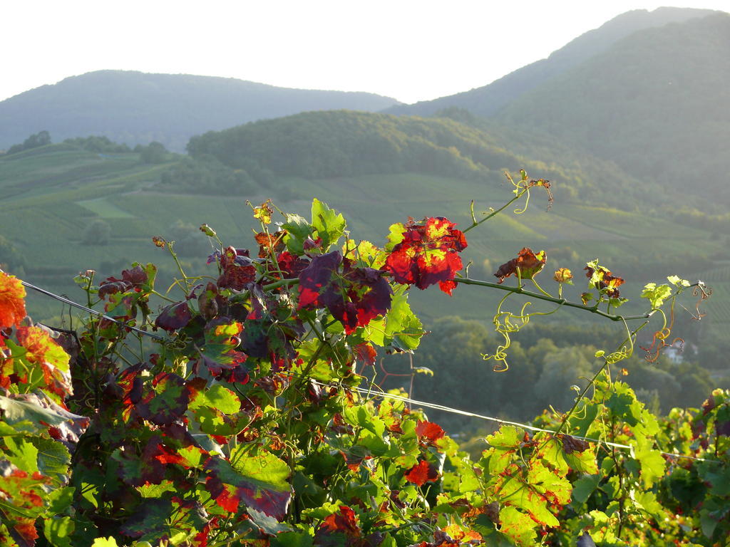Landhotel Sonnenhof Siebeldingen Dış mekan fotoğraf